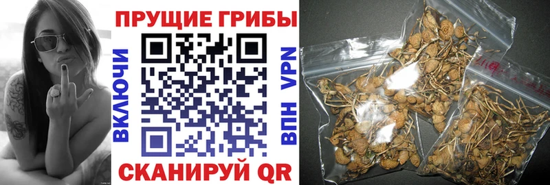 закладка  Южно-Сухокумск  Галлюциногенные грибы мухоморы 